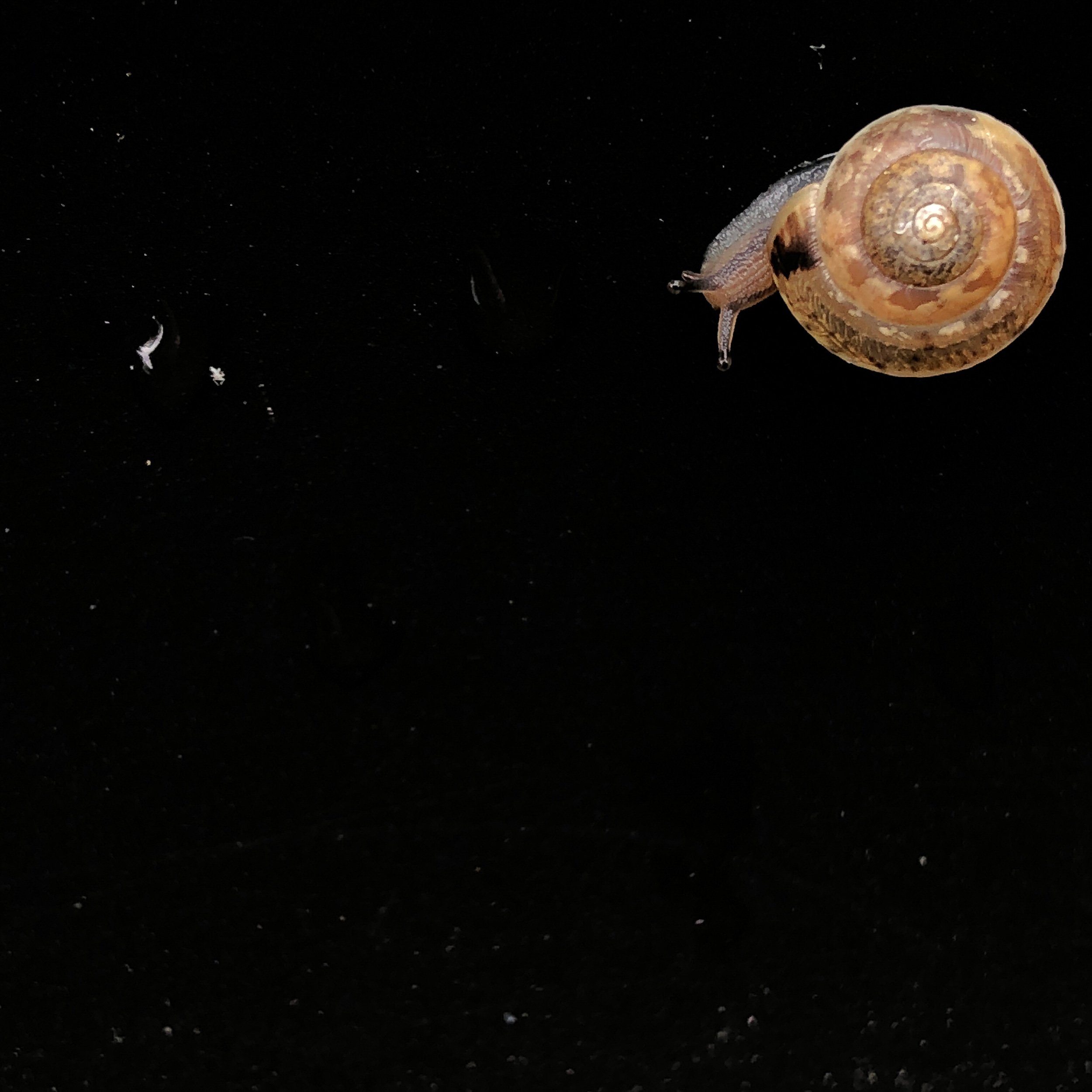 Snail in space